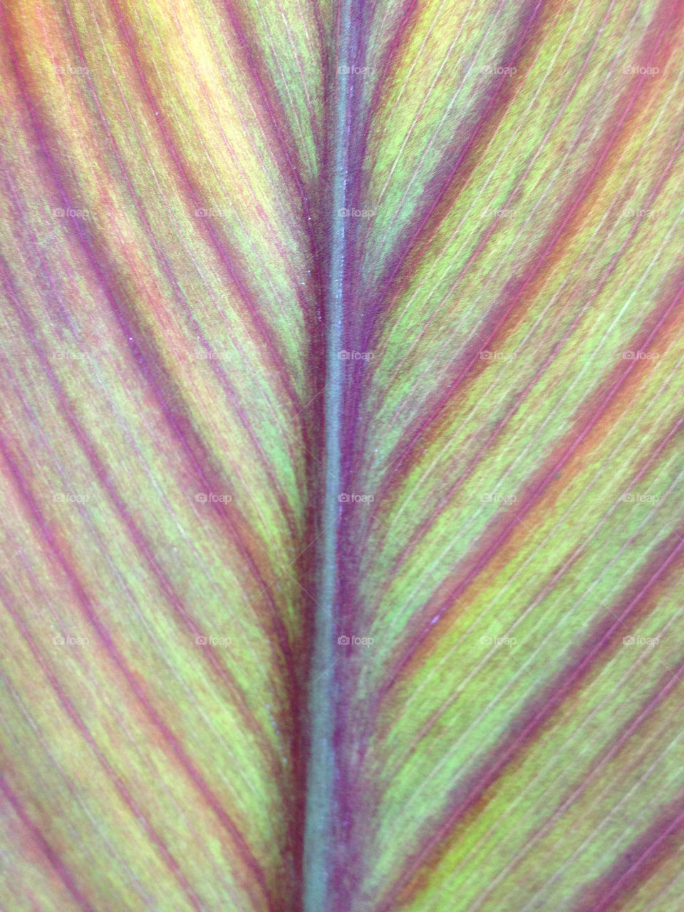 LEAF