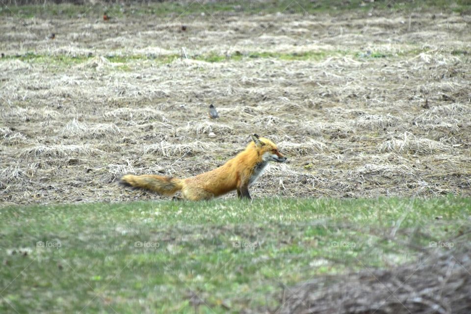 This is our resident fox. He roams the neighborhood looking for mice , moles and other tasty treats.