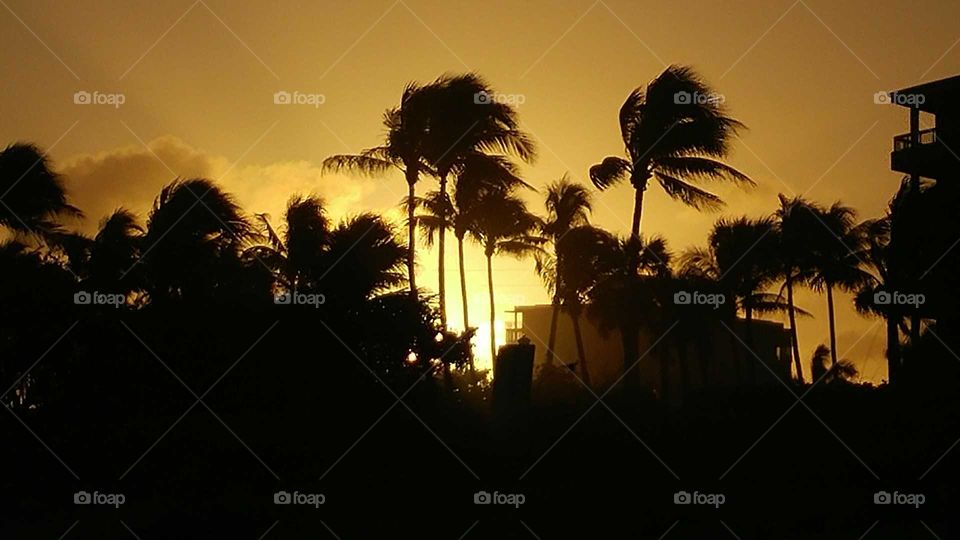 sunset over palms