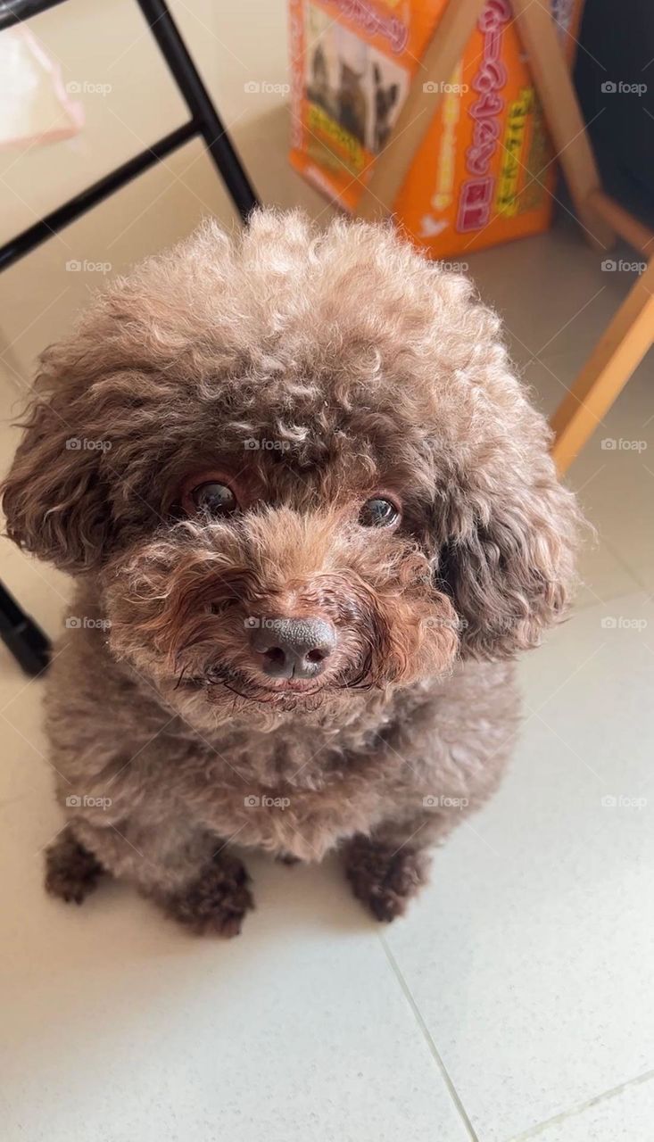 The Cutest dog right here 