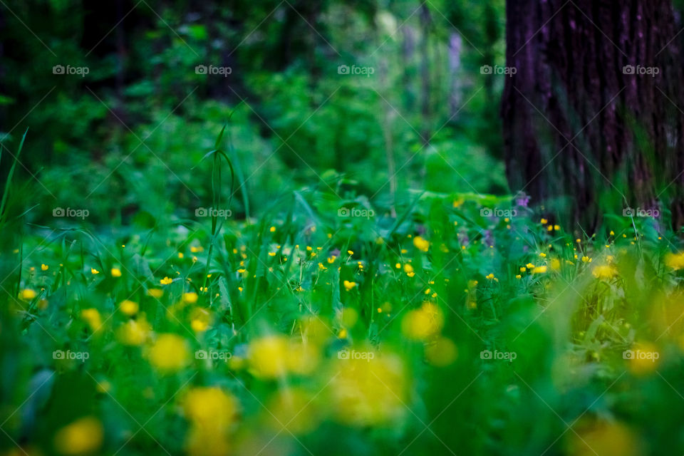 Yellow flowers in the forest