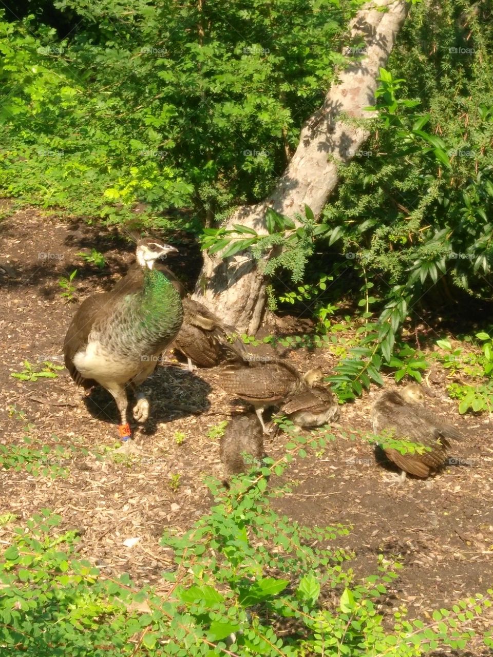 Female peacock with babies