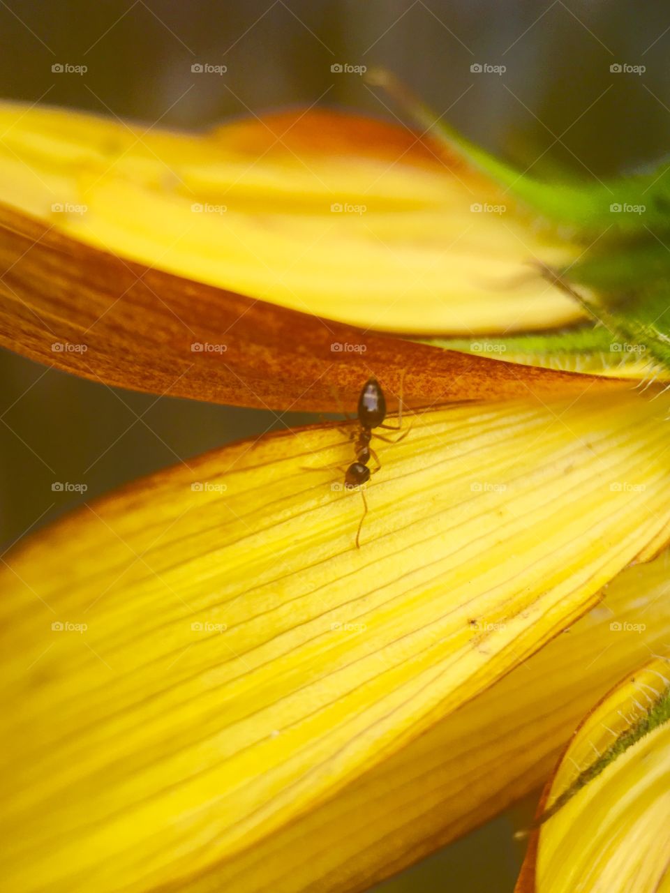 Ant on a flower