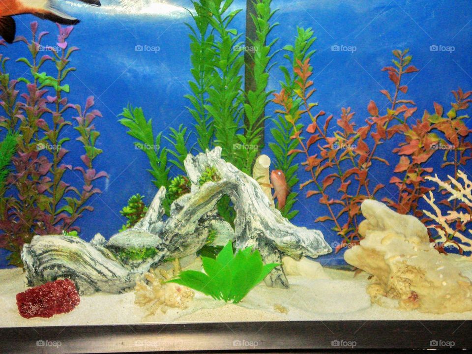 Saltwater home Aquarium
