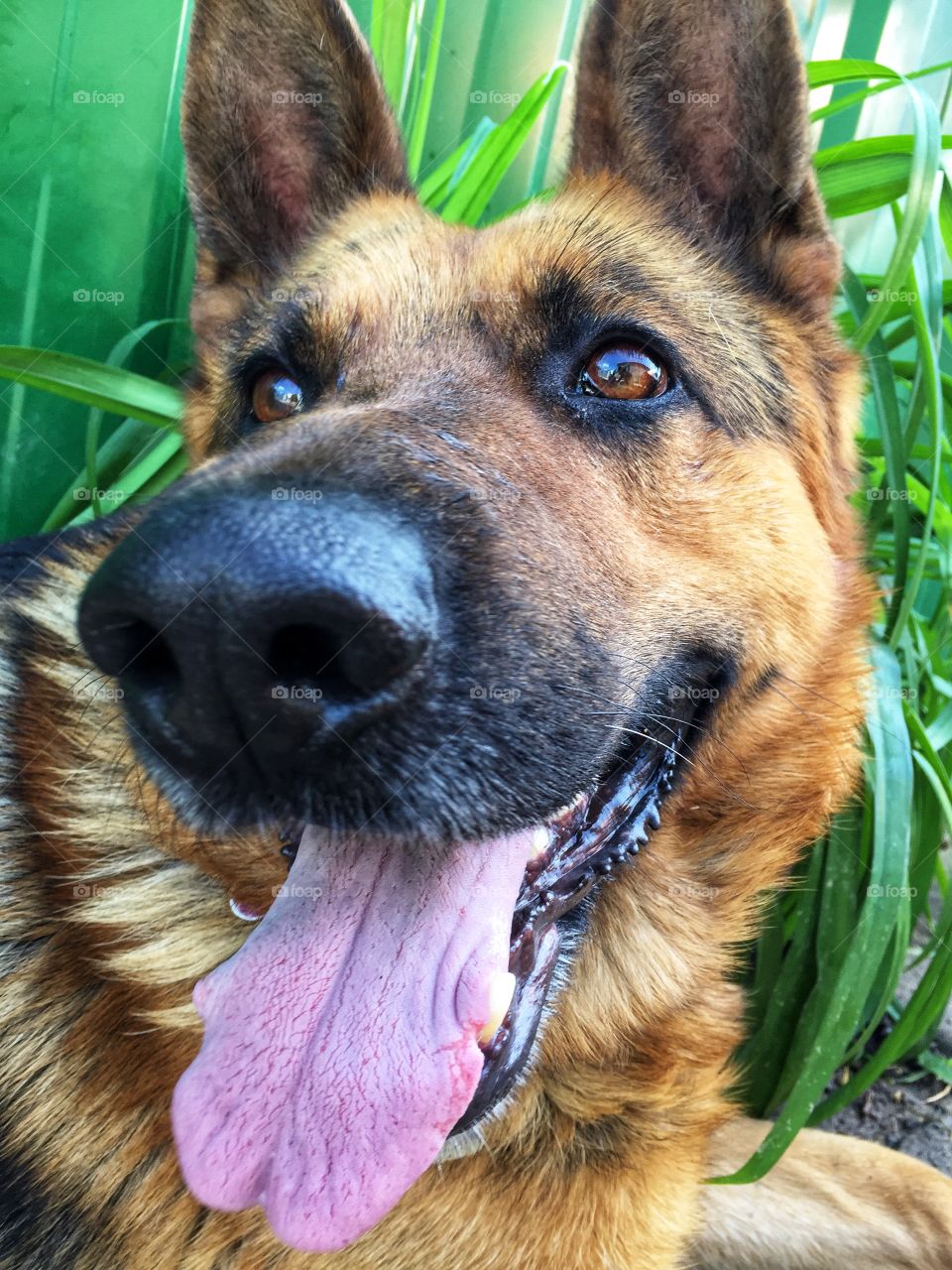 Cute dog smiling