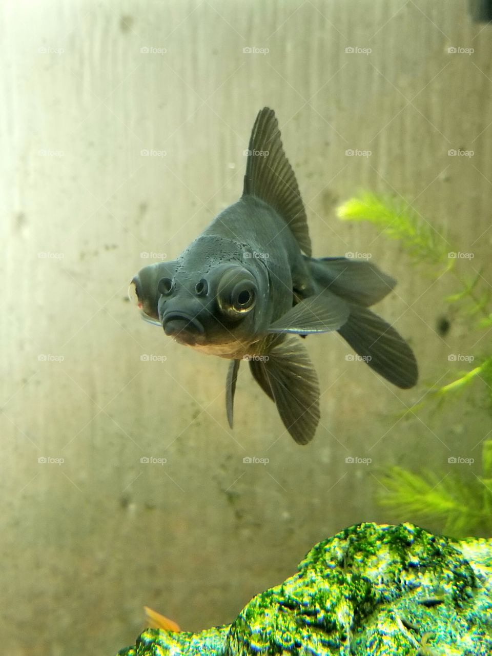 Black Pop-Eyed Fantail Goldfish