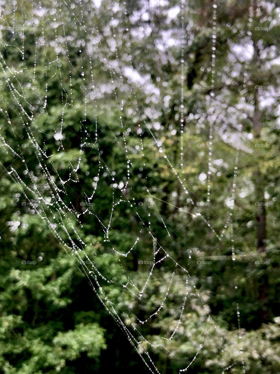 Rainy day in the woods highlights spiderweb 