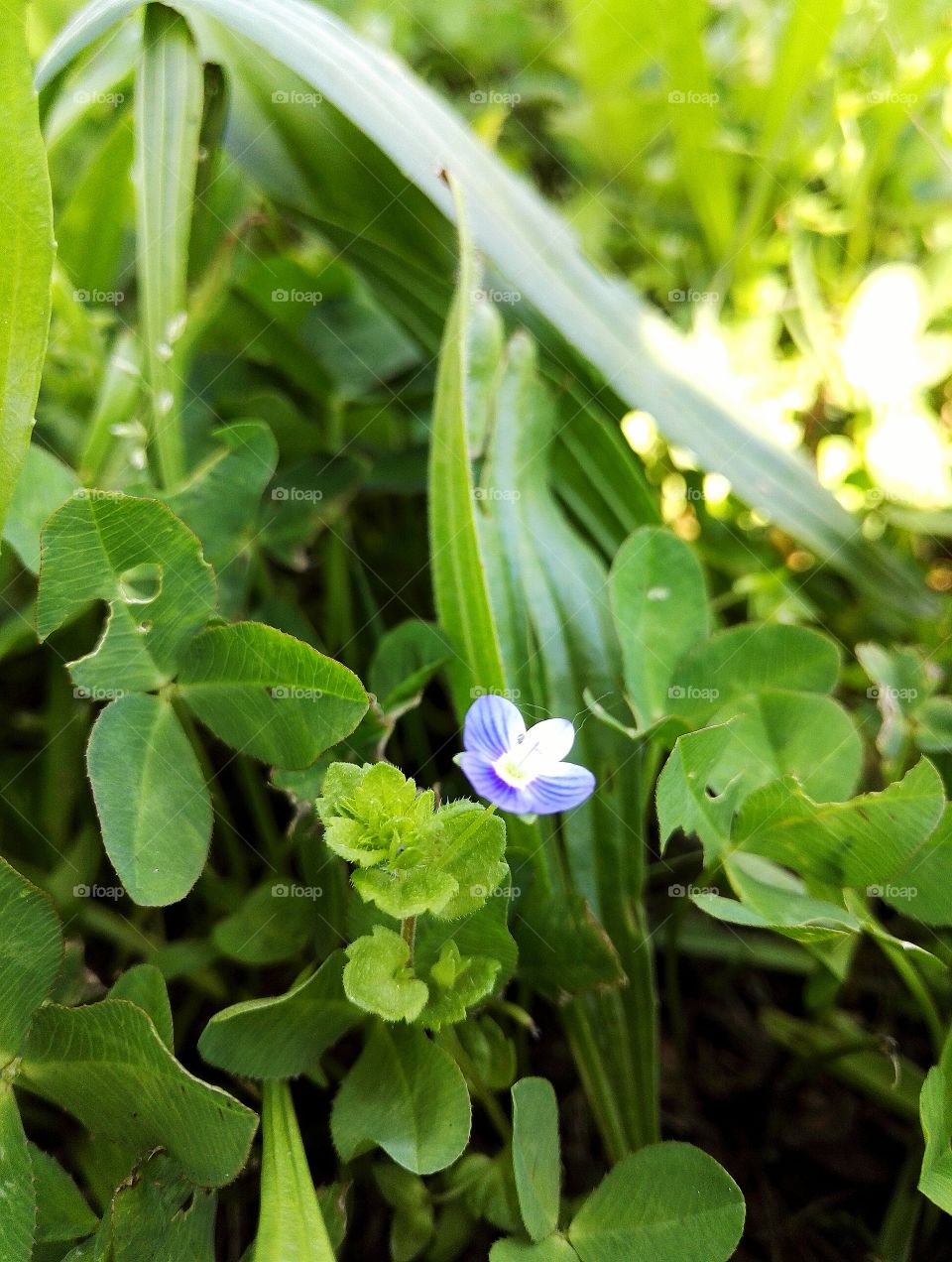 blue flower