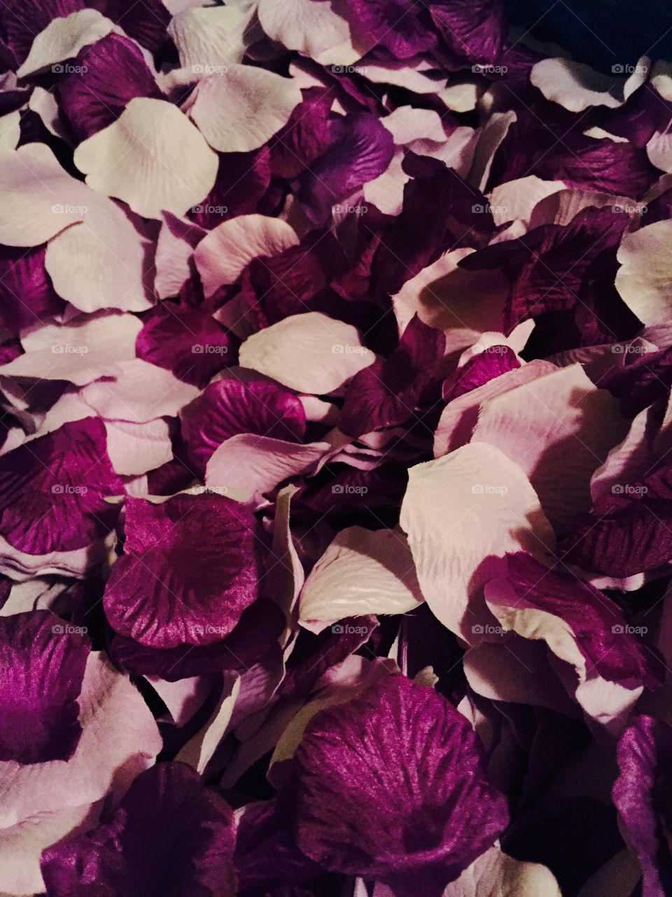 Rose petals . Purple and lilac rose petals