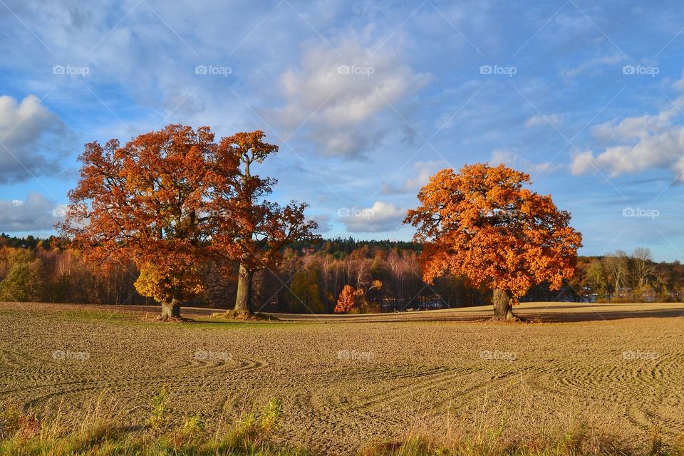 Fall tress