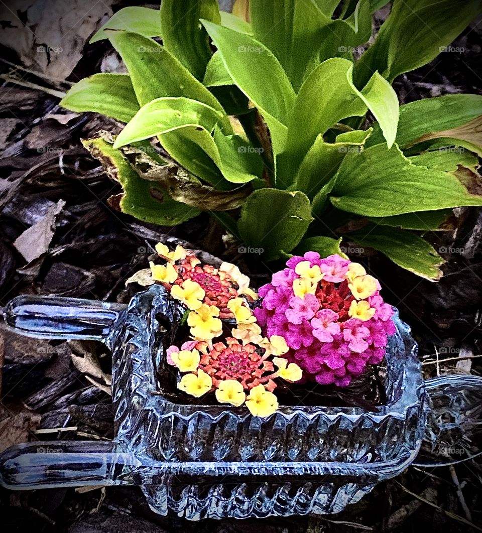 Yellow and Pink Flowers in Wheelbarrow 
