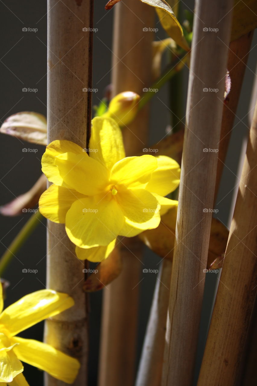 Yellow Flower 