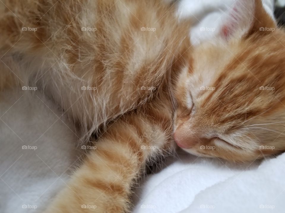 Did you know cats sleep up to 22 hours a day??