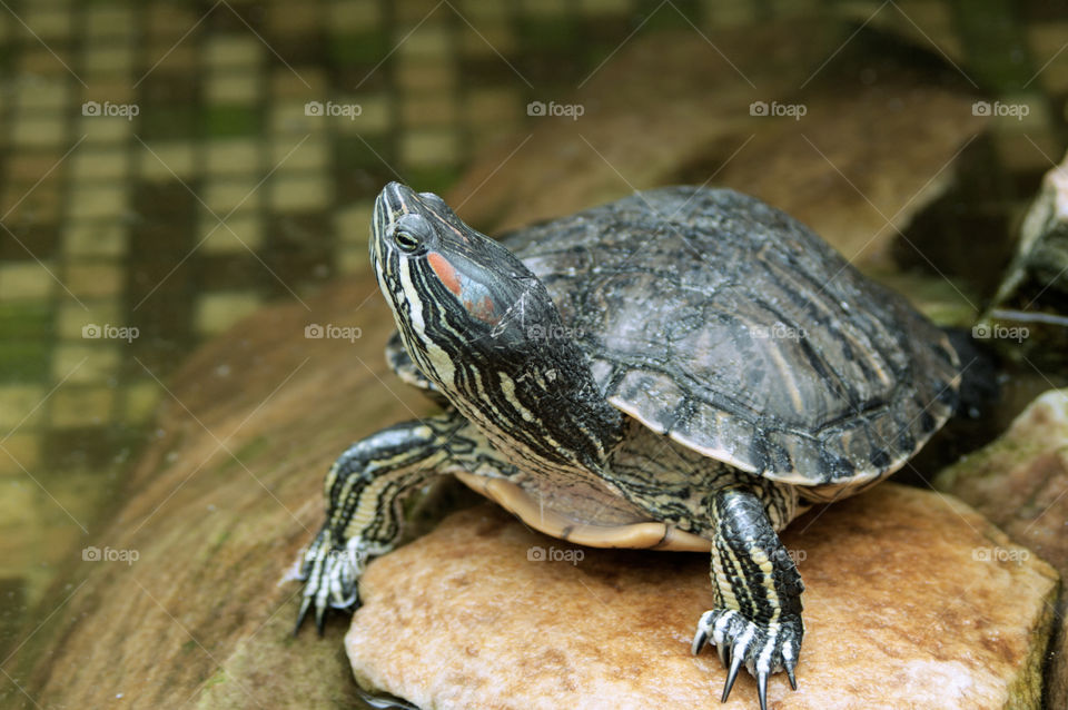 turtle