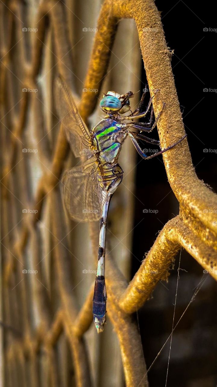Dragonfly