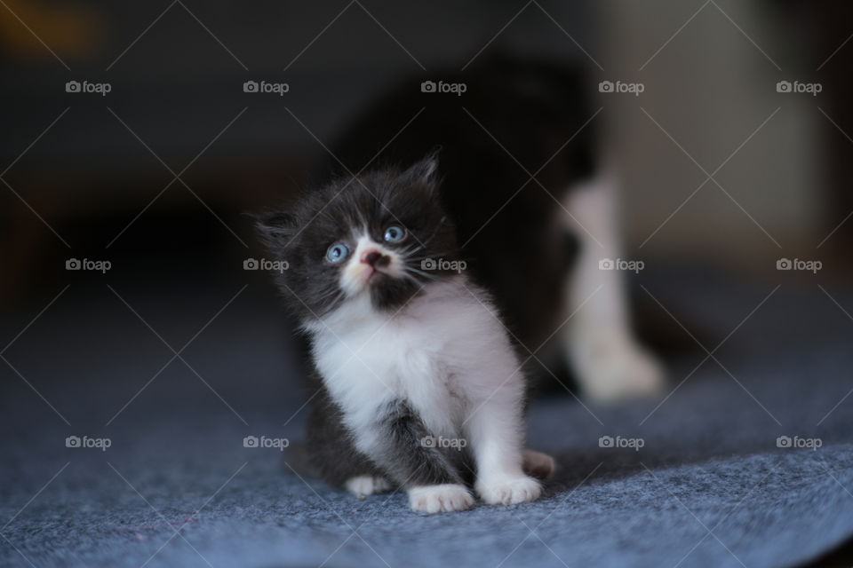 cute kitten