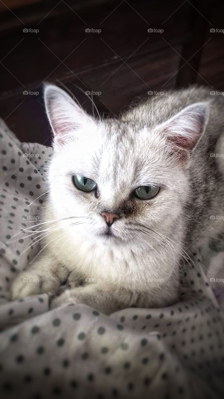 Angry Cat