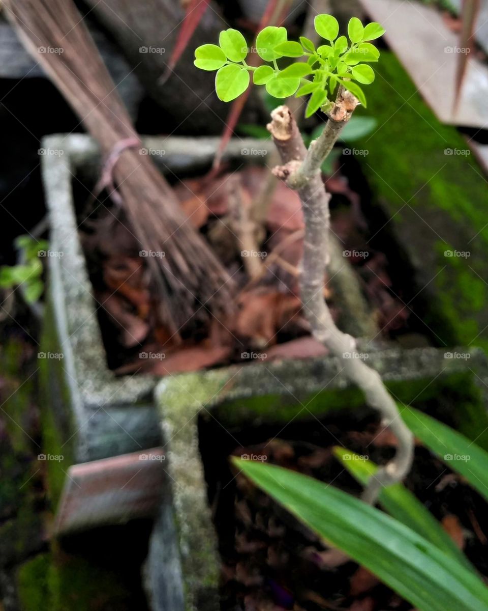 Caring for plants in the yard