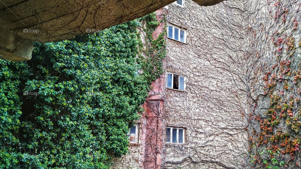 A plant on a building