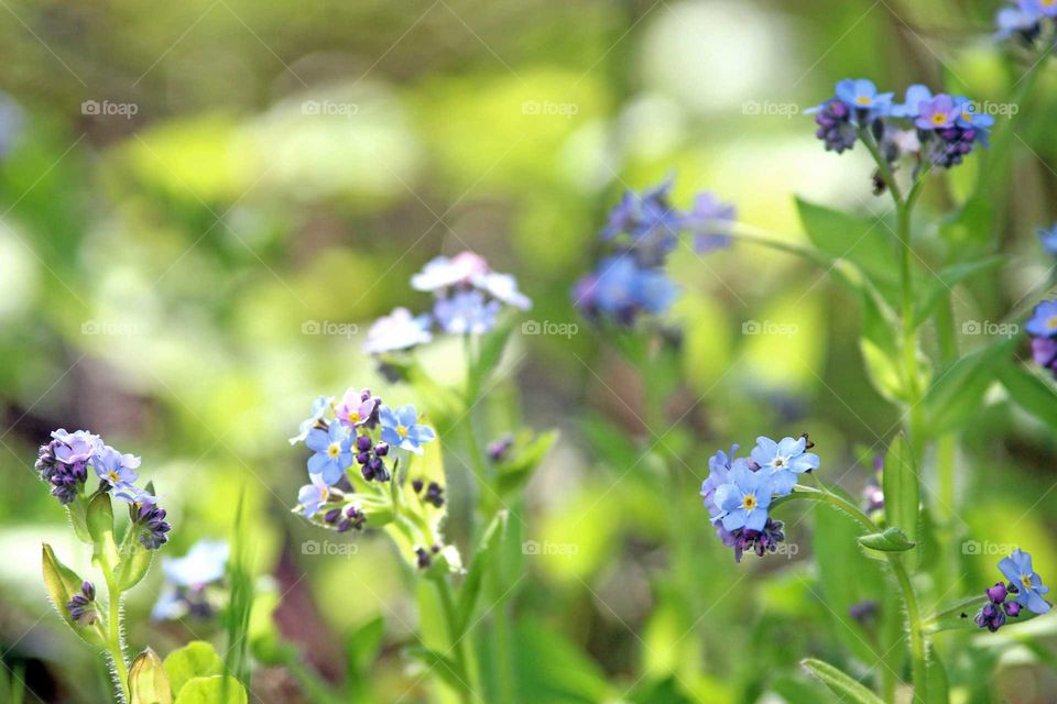 forget me not flowers