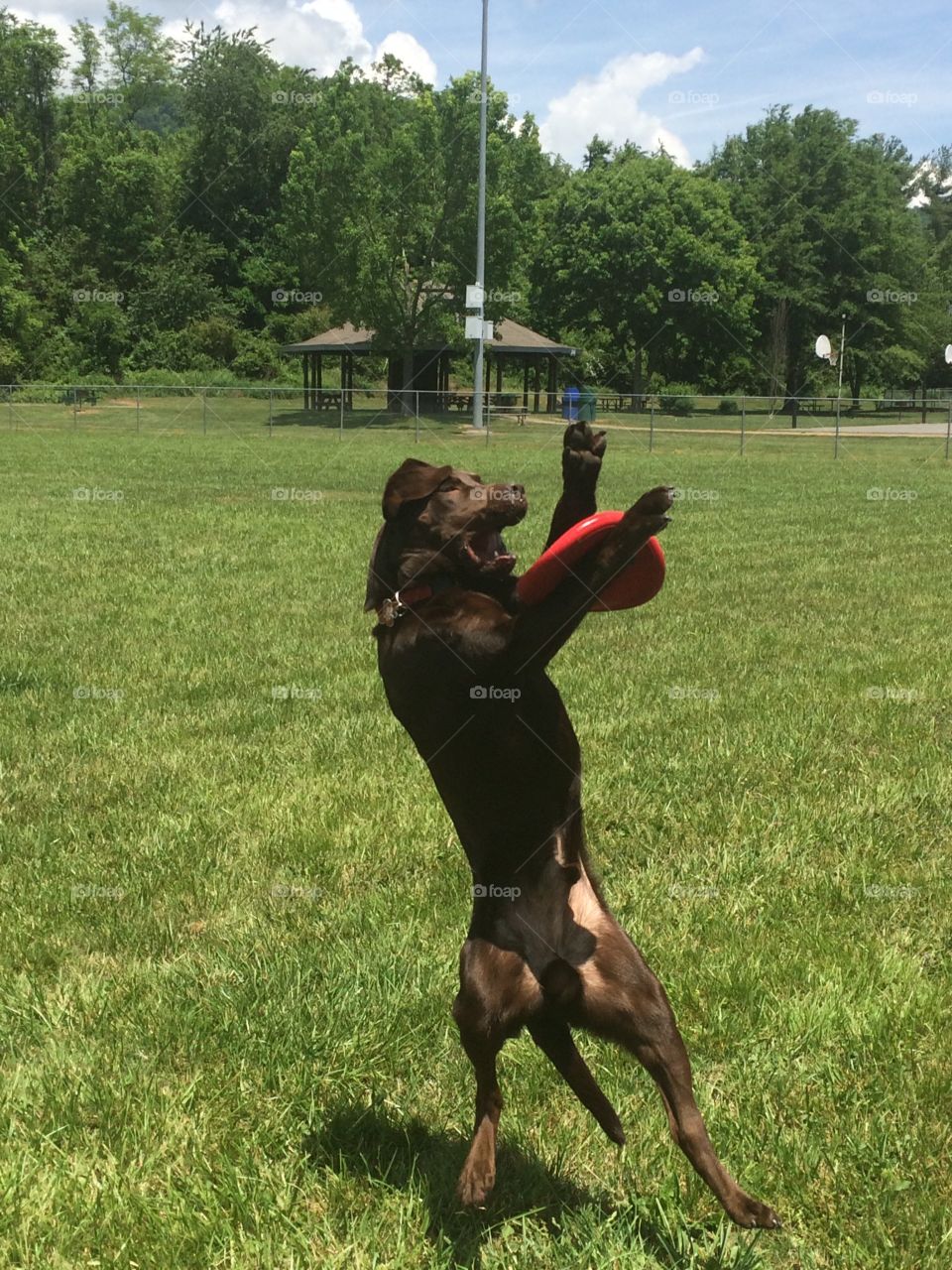 Almost got it. My lab trying to catch his frisbee 