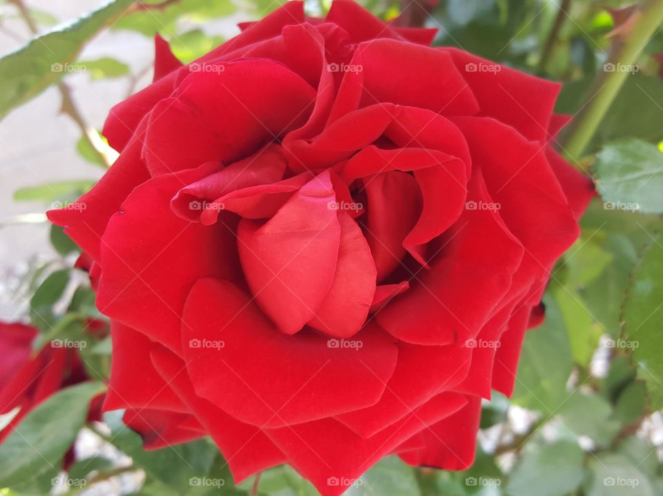 Red Rose