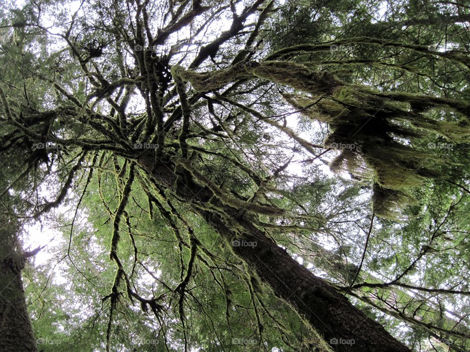 forest in winter season