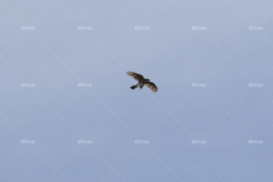 Bird of prey in flight 