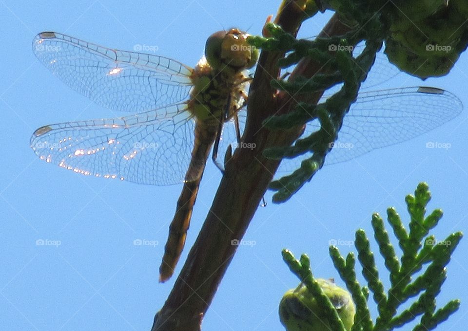 Dragonfly with sun shining through its wings and showing a nice pattern with the sunlight