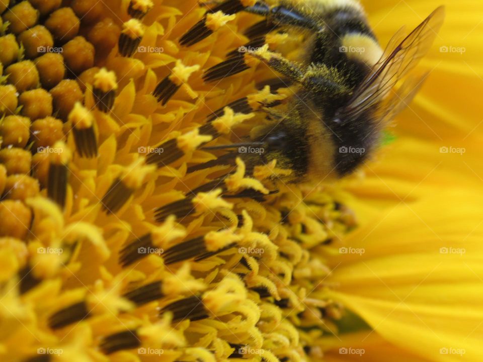 hairy bumblebee sat on a sunflower, ate nectar and flew away