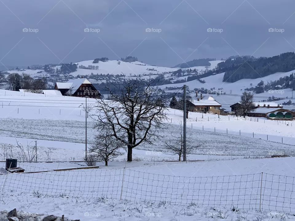 Swiss 
