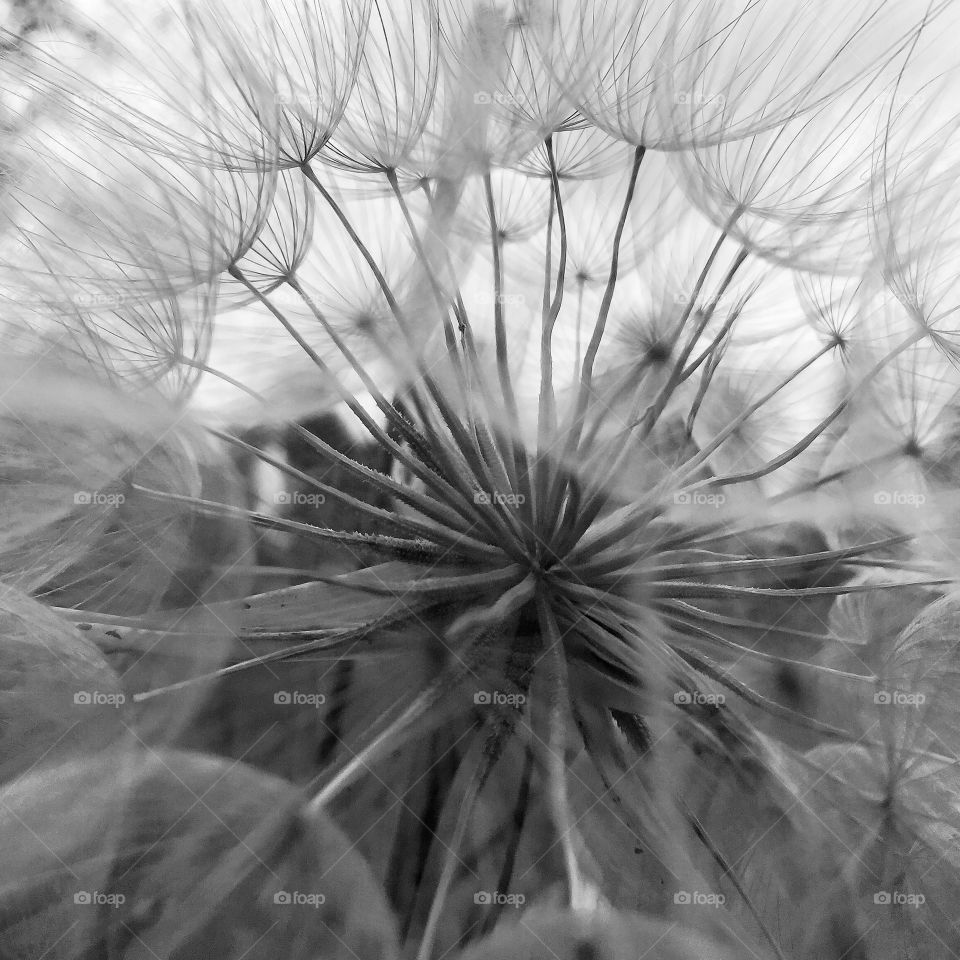 Close up of a dandelion flower as it has gone to seed. In black and white. 