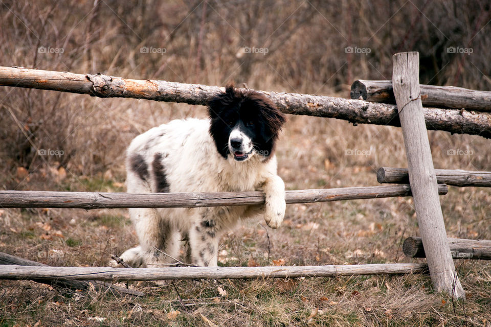 bulgarian sheep dog