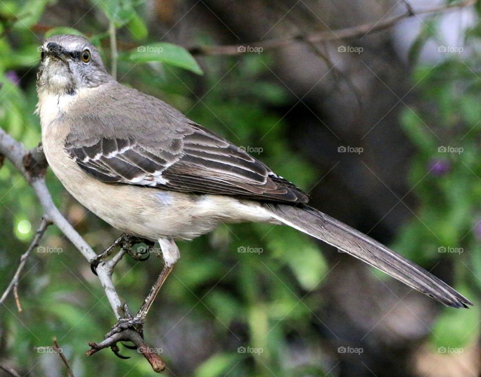 Mockingbird Perched on a Branch