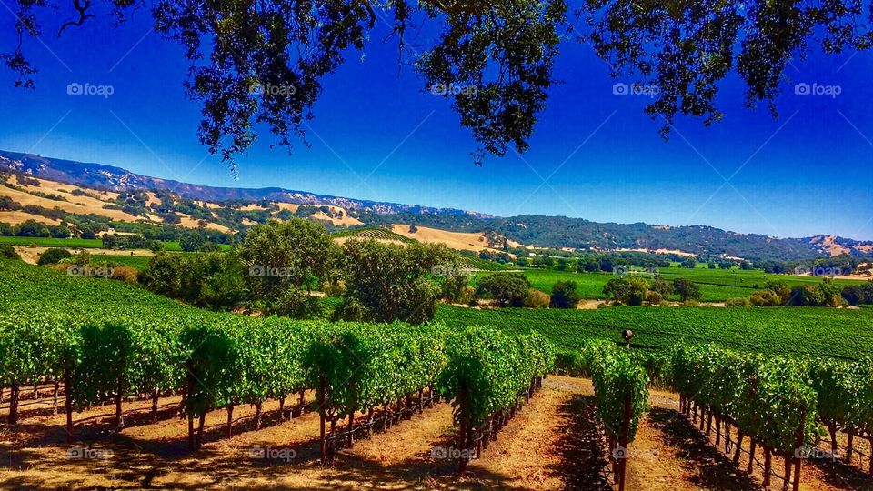 California vineyard country. 