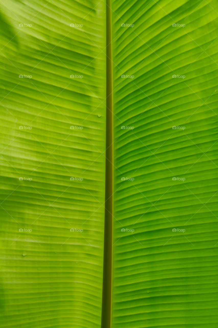 green tree leaf line by sonchai