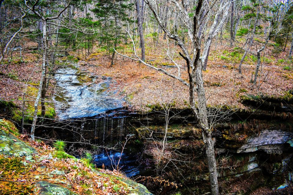 Scenic view in woods