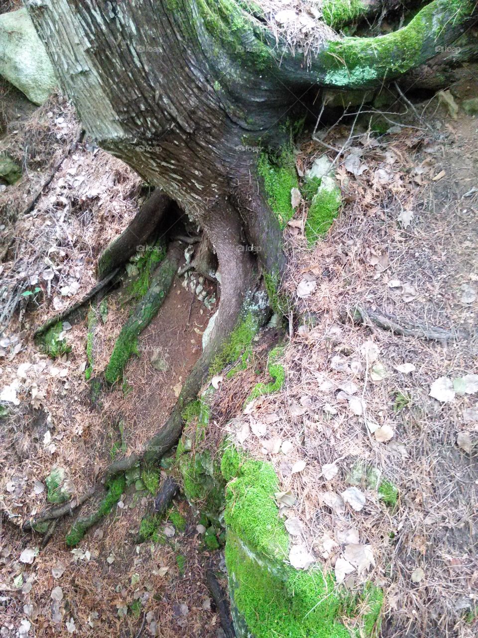 Vertical Horizontal . Tree growing out of the side of a hill