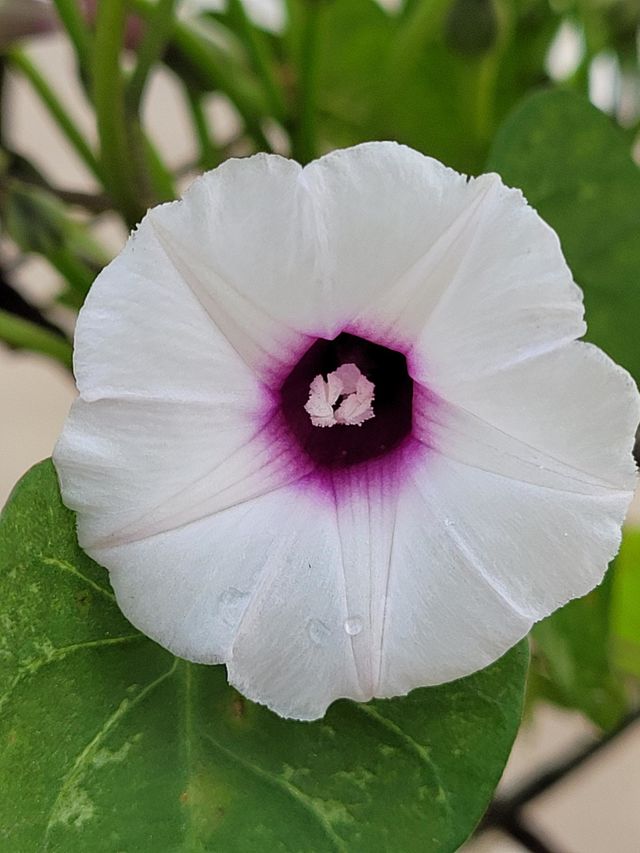 Morning glory