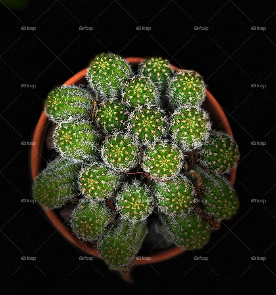 Cactus 