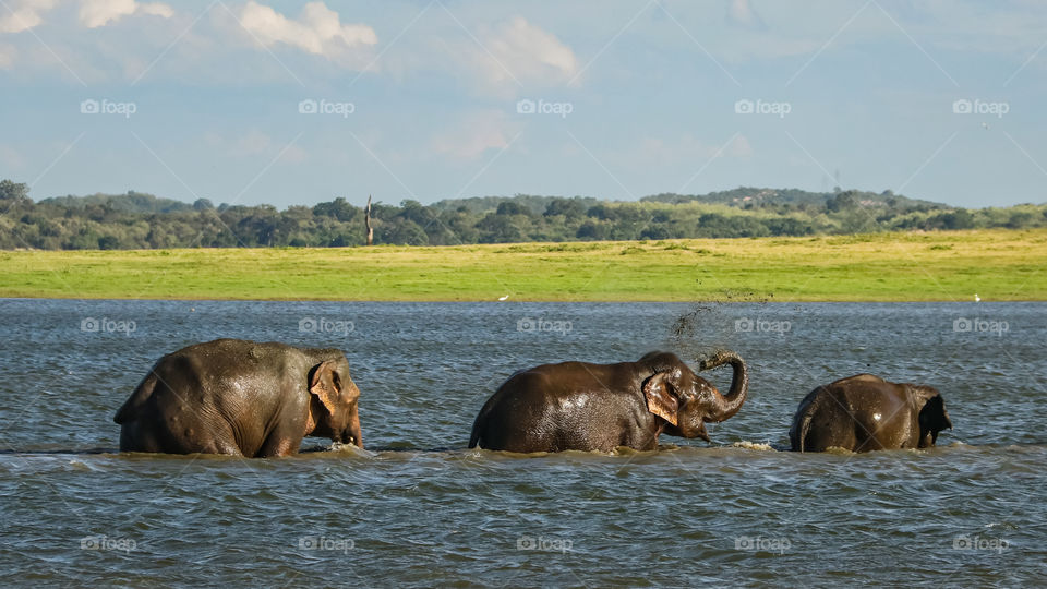 Elephants bath at kaudulla safari park tank and playing happily with family members