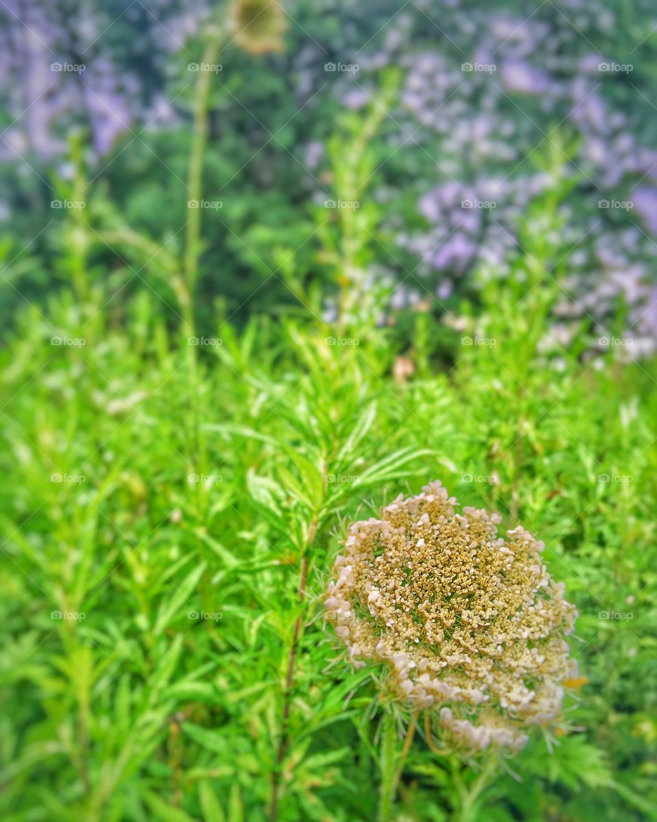 Nature, Flora, Flower, Summer, Herb