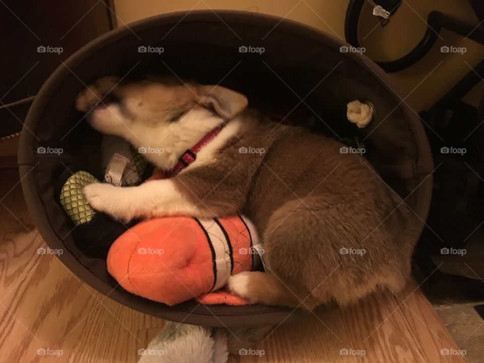 When you are too lazy to get toys out of  the box so just stay inside it ,it’s make it easy and faster to get toys.