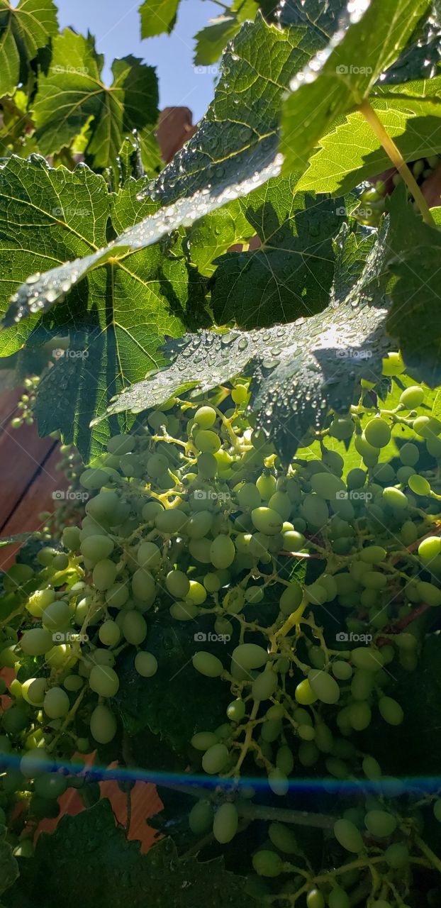 Freshly watered grapes