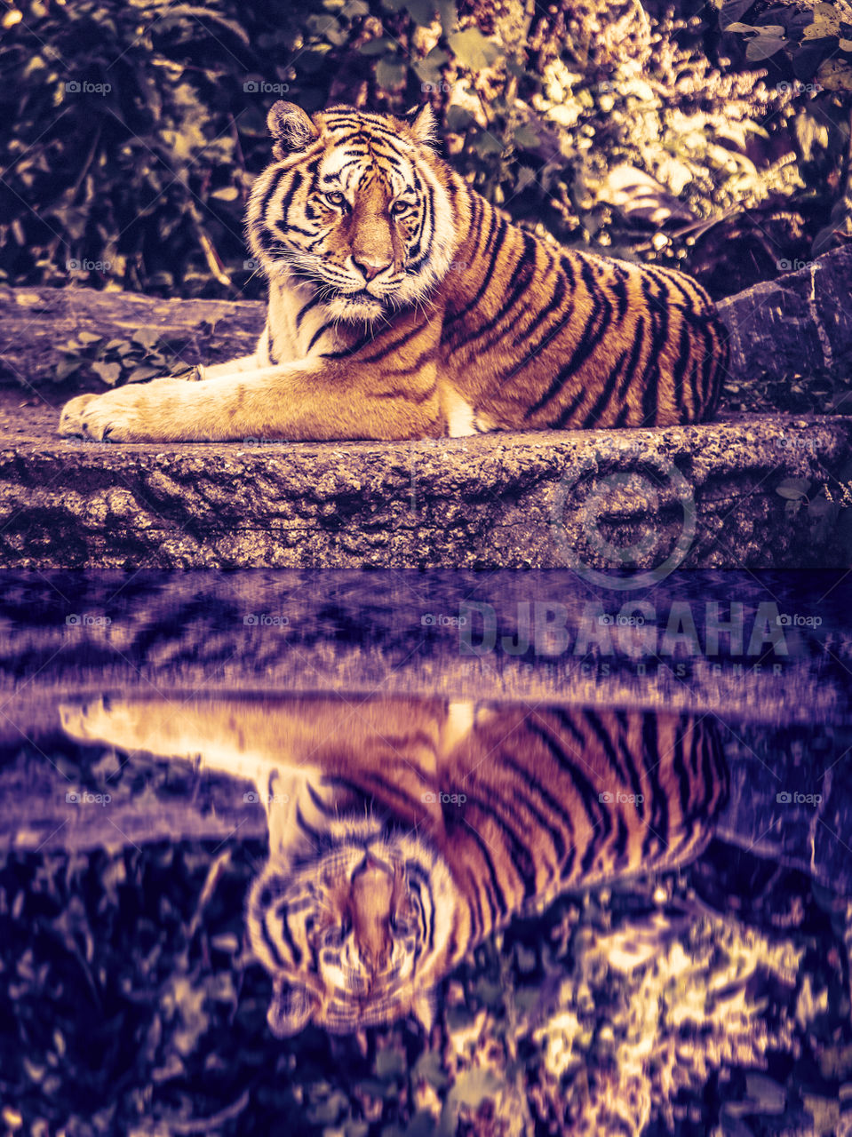 #globaltigerday!   #tigers #Water #reflecion #ps #adobe #photoshop #edits  #designgraphic  #effect