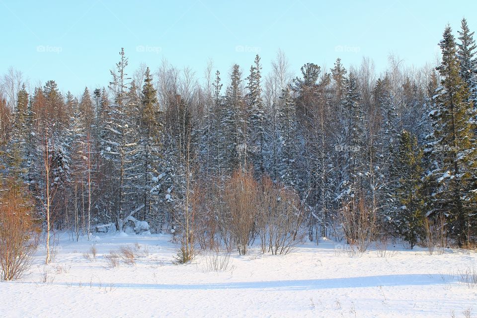 the beautiful winter forest and is a lot of white snow