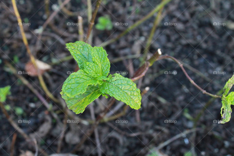 mint in the garden