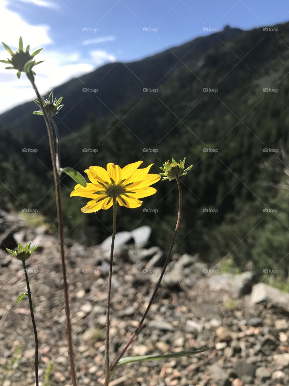 Flower on the mountain 