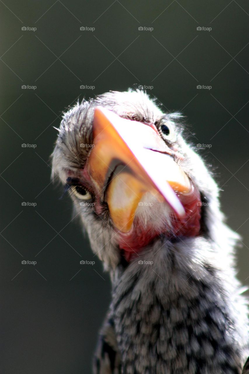 hornbill