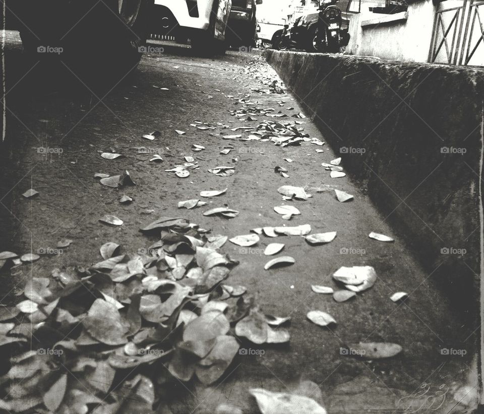 Dried leaves on a street